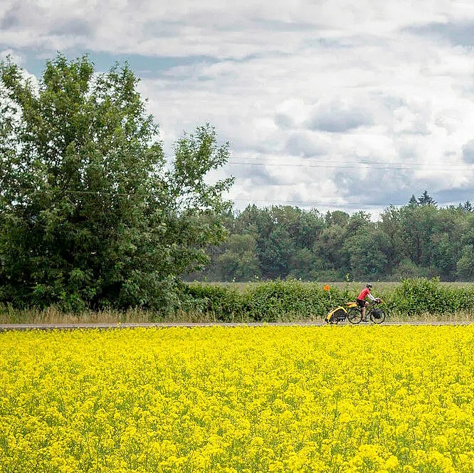 Sunny outdoor scene of a bicyclist riding between a field full of yellow flowers and a row of deciduous trees.